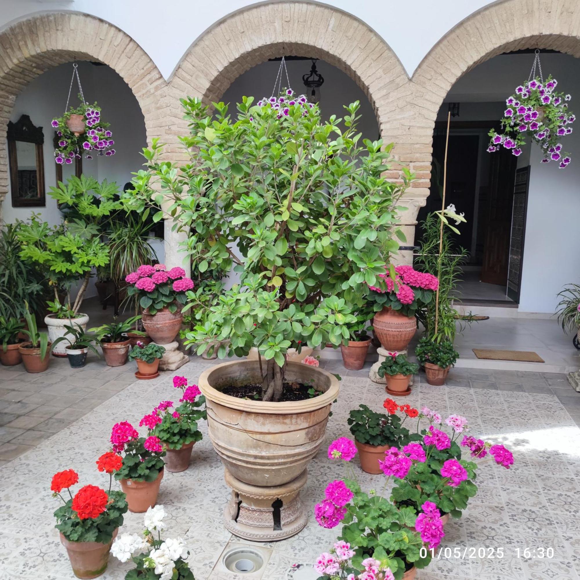 Appartement El Patio De Regina à Cordoue Extérieur photo