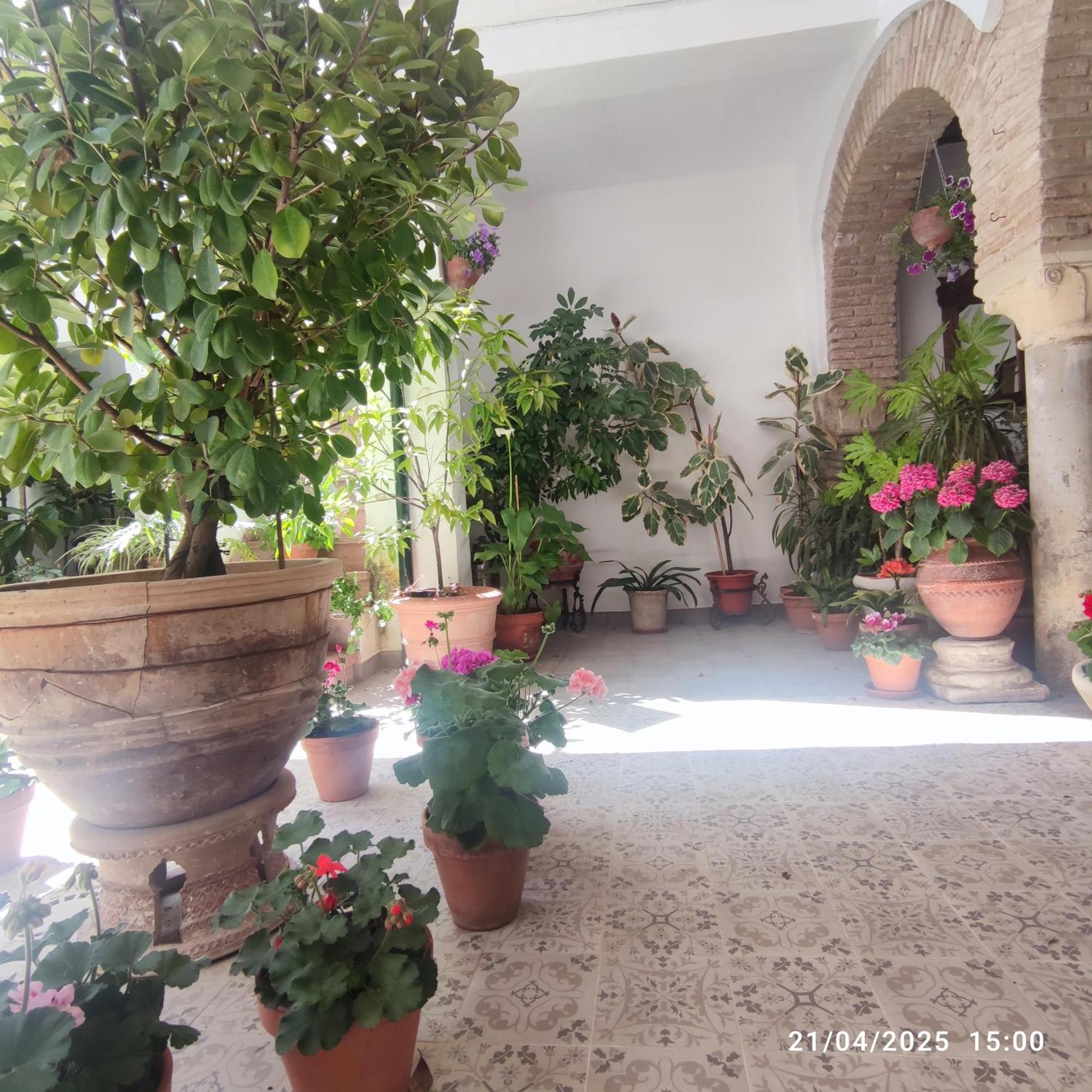Appartement El Patio De Regina à Cordoue Extérieur photo